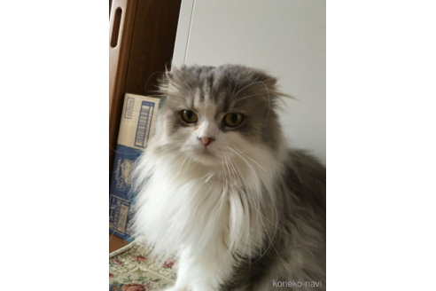 販売中のスコティッシュフォールドの親猫